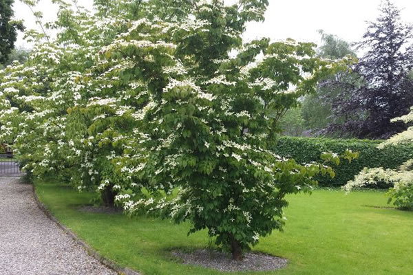 garden maintenance services clare